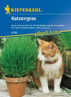 Produktbild von Kiepenkerl Katzengras 30g Samen für ca. 10 Töpfe
