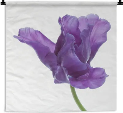 Produktbild von MuchoWow® Wandteppich Wandbehang Lila Tulpe auf weißem Hintergrund 60x60 cm Tapisserie Dekoration Wandtuch - Dekorationen - Wand Decke