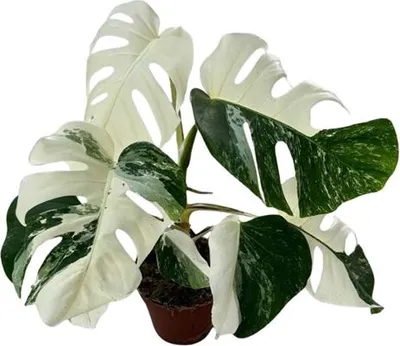 Obrázek produktu pro Gardners Monstera deliciosa Variegata Super White, průměr 15 cm