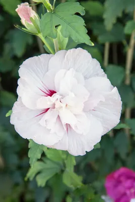 Produktbild von Hibiscus syriacus 'Starburst Chiffon', Roseneibisch, rosa, 40–60 cm