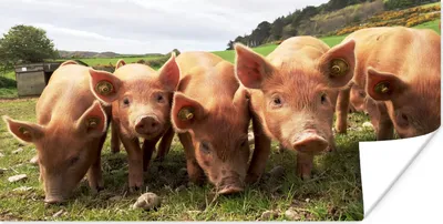 Produktbild von MuchoWow® Poster Schweine - Groß - Tiere 160x80 cm - Foto Poster