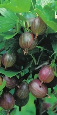 Produktbild von Ribes uva crispa Hinnonmäki rot - Stachelbeere Hinnonmäki rot