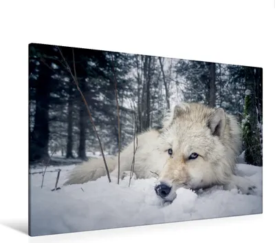 Produktbild von Calvendo Textil-Leinwand 120 cm x 80 cm quer Grau wolf, Camel Arnaud; 7446700