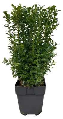Zdjęcie produktu dla Buxus sempervirens, zestaw 6 roślin, odmiana "Heggen"