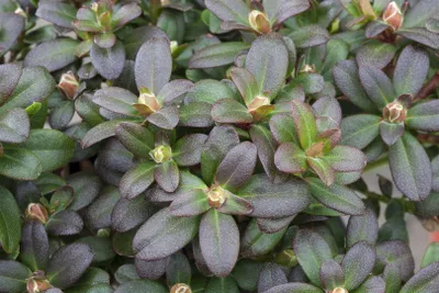 Zdjęcie produktu dla Rhododendron hanceanum 'Shamrock', gelb, 20-25 cm