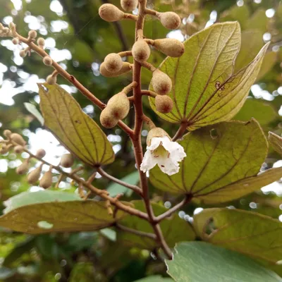 Produktbild von Kamelfußbaum (Piliostigma thonningii)  - 5 Samen