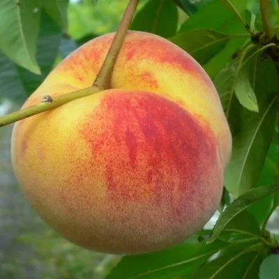 A close-up of a ripe peach hanging from a tree branch, surrounded by green leaves.