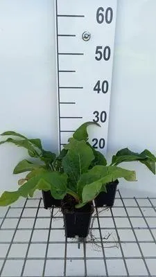 Image de 6 x Silphium hybr. 'Maya' - Silphium - Pot 9 x 9 cm