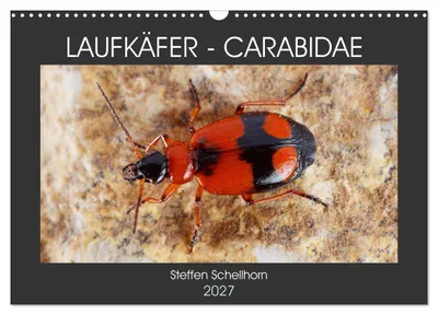 Produktbild von LAUFKÄFER - CARABIDAE (Wandkalender 2027 DIN A3 quer), CALVENDO Monatskalender