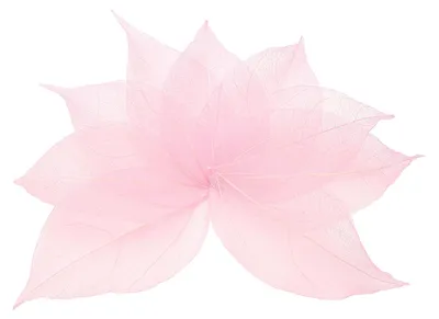 100 hellrosa Skelettblätter 5–8 cm getrocknet gepresst