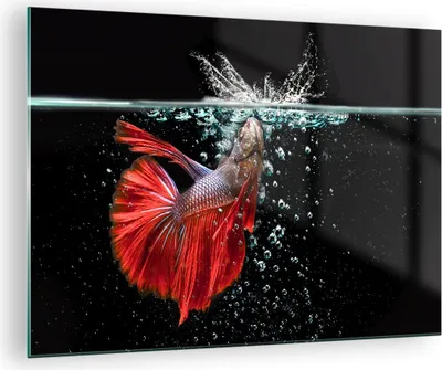 Produktbild von Bilder auf glas - Fisch Wasser Natur - 70x50cm - Glasbilder - Wandbilder - Kunstdruck - zum Aufhängen bereit - Wanddekoration aus Glas - Glas Bilder - Wandbild auf Glas - Einteilig - GAA70x50-3492