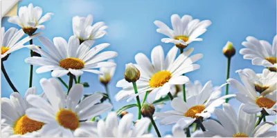 Produktbild von ARTland Wandbild, selbstklebend Blumen - Margeriten Größe: 60x30 cm