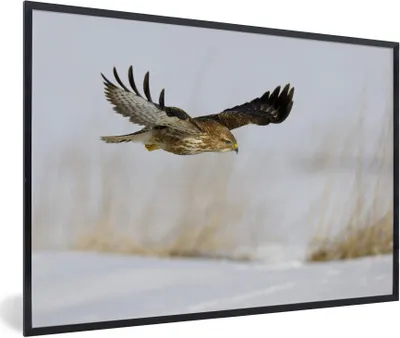 Produktbild von MuchoWow® Gerahmtes Poster Bussard im Flug über verschneitem Boden in einer Winterlandschaft 90x60 cm - Poster mit Schwarzem Bilderrahmen Wandposter Rahmen Foto Bilder - Fotorahmen - Foto-Plakat