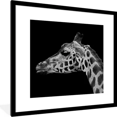 Produktbild von MuchoWow® Gerahmtes Poster Tiere - Giraffe - Schwarz - Weiß 40x40 cm - Poster mit Schwarzem Bilderrahmen Wandposter Rahmen Foto Bilder - Poster - Plakat im Rahmen