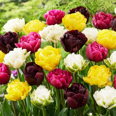 Produktbild von 25 Stück Doppelblütige Tulpenzwiebeln für den Frühling