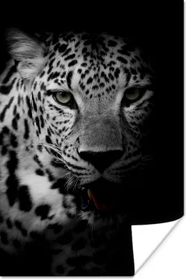 Produktbild von MuchoWow® Poster Tiere - Schwarz - Weiß - Panther - Porträt 80x120 cm - Papierdruck