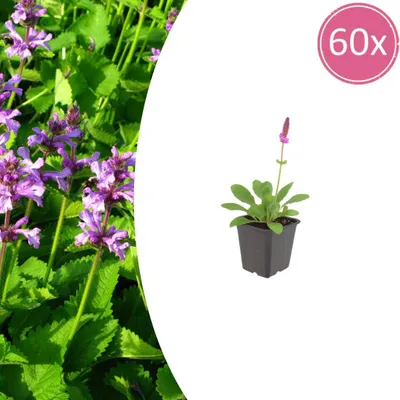 Image de Stachys mon. 'Hummelo' | 60 pièces - 10-25cm - Ø9cm - Plante de jardin