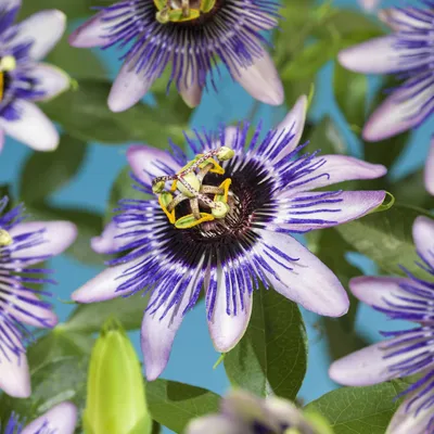 Immagine prodotto di Passiflora Damsel’s Delight - 2 piante da 11cm - altezza circa 40cm - pianta