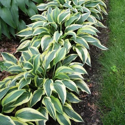 Produktbild von Funkie Hosta Knolle Zierblätter Staude Schattenpflanzen Funkie Wolverine 1 St.