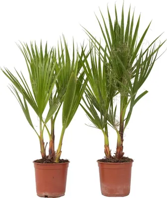 Zdjęcie produktu dla Waszyngtonia palma meksykańska - 2 szt - Washingtonia - W50-60cm - ⌀15cm