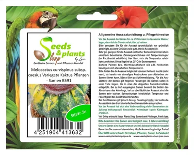 Produktbild von 5x Melocactus curvispinus subsp. caesius Variegata Kaktus Pflanzen - Samen B591
