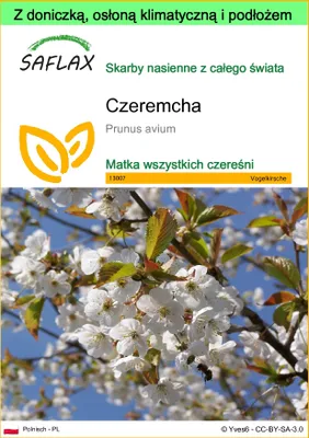 Zdjęcie produktu dla SAFLAX - Garden to go - Czeremcha - 10 Nasiona - Z doniczką, pokrywą klimatyczną i podłożem do uprawy - Prunus avium