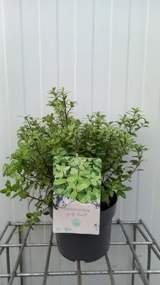 Produktbild von Pittosporum ten. 'Golden Ball'® - Australischer Lorbeer 25- 30 cm - Container