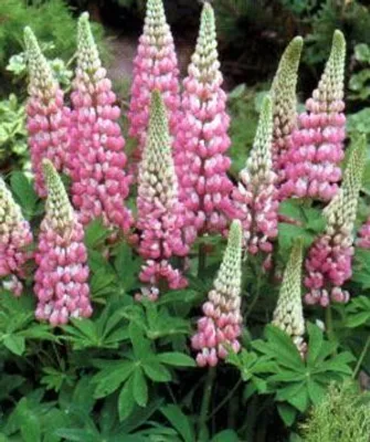 Immagine prodotto di 6 x Lupinus hybr. 'The Chatelaine' ('schlossfrau') - Lupino - vaso 9 x 9 cm