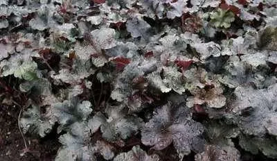 Image de 6 x Heuchera hybr. 'Black Pearl'® - Campanule pourpre - pot 9 x 9 cm