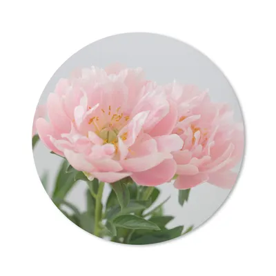 Produktbild von MuchoWow® Mauspad Mousepad Blumenstrauß aus rosa Pfingstrosen 50x50 cm - Mousepads - Maus Mat - Pad - Mausunterlage - Vinyl