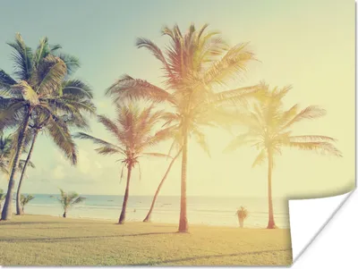 Produktbild von MuchoWow® Poster Meer - Palme - Sommer - Sonne - Strand 160x120 cm - Foto Plakat