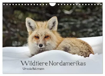 Produktbild von Wildtiere Nordamerikas (Wandkalender 2027 DIN A4 quer), CALVENDO Monatskalender