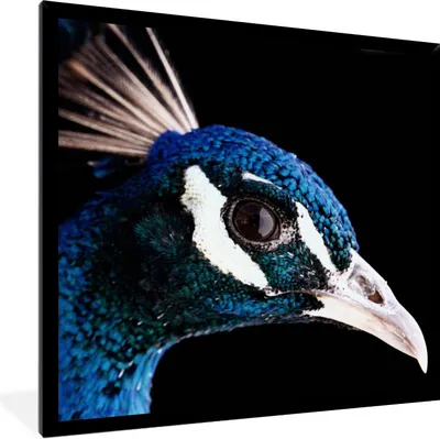 Produktbild von MuchoWow® Gerahmtes Poster Pfau - Tier - Blau 40x40 cm - Poster mit Schwarzem Bilderrahmen Wandposter Rahmen Foto Bilder - Mit Rahmen - Wanddekoration Schlafzimmer