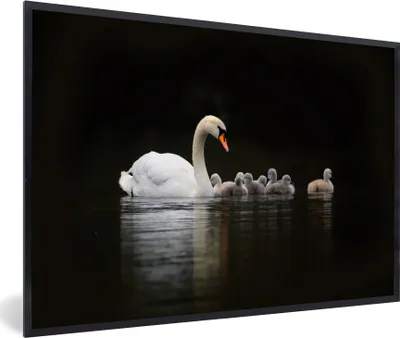 Produktbild von MuchoWow® MuchoWow® Gerahmtes Poster Vögel - Schwan - Küken 30x20 cm - Poster mit zchwarzem Bilderrahmen - Kunstdruck - Bild-Poster
