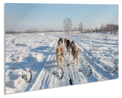 Produktbild von Wallario Schlüsselbrett aus Glas, Motiv: Hundeschlitten im Schnee, 30 x 20 cm mit 4 Haken
