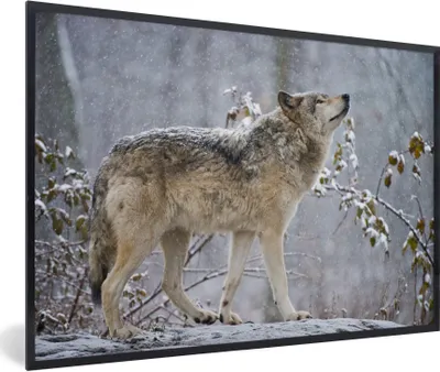Produktbild von MuchoWow® Gerahmtes Poster Wolf - Schnee - Winter 90x60 cm - Poster mit Schwarzem Bilderrahmen Wandposter Rahmen Foto Bilder - Fotorahmen - Foto-Plakat