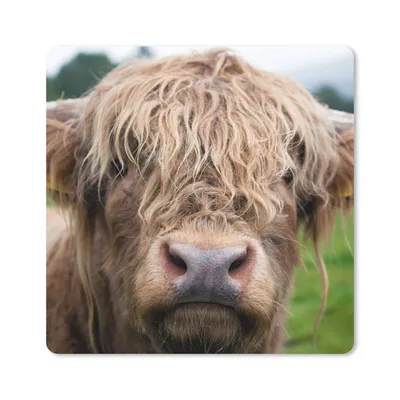 Produktbild von MuchoWow® Mauspad Mousepad Schottische Highlander - Gras - Wald 20x20 cm - Mousepads - Maus Mat - Pad - Mausunterlage - Desk Mat - Bureauartikeln