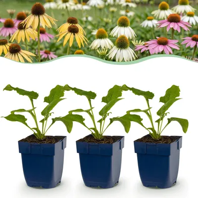 Produktbild von Green boutiQ - Stauden - Echinacea Tricolour - Sonnenhut - Bienen- und Schmetterlingsmagneten - Gelb - Rosa - Weiß - 6 Pflanzen - Topf 11cm - Höhe 15-25cm