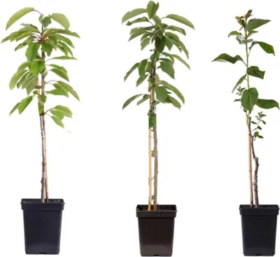 Three young apple trees in black pots, each supported by a stake, are shown against a white background.