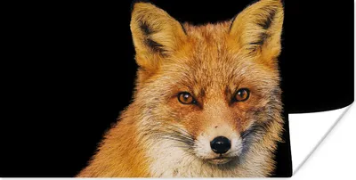 Produktbild von MuchoWow® Poster Fuchs - Rot - Schwarz 40x20 cm - Poster für die Wand - Poster Schlafzimmer