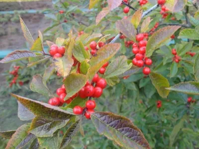 Produktbild von Korallenhülse botanische Art - Ilex verticillata - 40-60cm