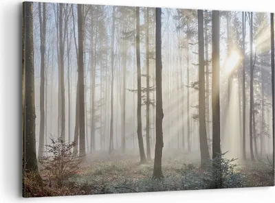 Produktbild von Bild auf Leinwand - Leinwandbild - Wald Baum Natur - 120x80cm - Wand Bild - Wanddeko - Wandbilder - Leinwanddruck - Bilder - Kunstdruck - Wanddekoration - Leinwand bilder - Wandkunst - AA120x80-3749
