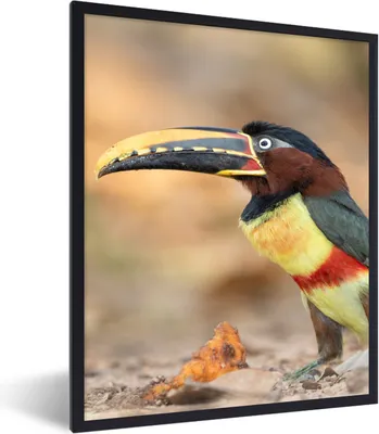 Produktbild von MuchoWow® Gerahmtes Poster Vogel - Tukan - Federn - Natur 60x80 cm - Poster mit Schwarzem Bilderrahmen Wandposter Rahmen Foto Bilder - Premium - Wanddeko Wohnzimmer