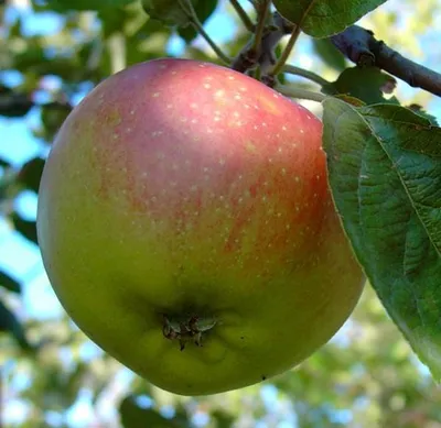 Produktbild von Apfelbaum Kaiser Wilhelm robust Winterapfel Apfel Halbstamm Liebhabersorte 150-170 cm Unterlage MM111
