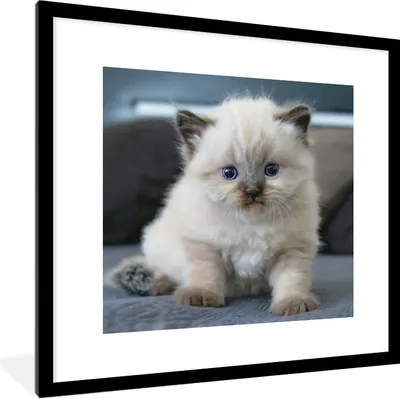 Produktbild von MuchoWow® Gerahmtes Poster Kätzchen - Katze - Tier 40x40 cm - Poster mit Schwarzem Bilderrahmen Wandposter Rahmen Foto Bilder - Poster - Plakat im Rahmen