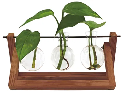 Zdjęcie produktu dla Hydrowazon Blossom