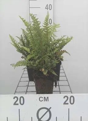 Image de 6 x Dryopteris aff. 'Pinderi' - Fougère à écailles dorées Pinderi - Pot 9 x 9 cm