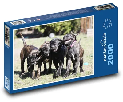 Produktbild von martinpuzzle - Puzzle 2000 Teile - Hunde - Hunde