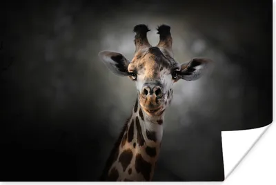 Produktbild von MuchoWow® Poster Giraffe - Dunkelheit - Tiere 180x120 cm - Fotoplakat