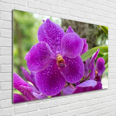 Produktbild von Tulup® Glas-Bild - 100 x 70 - Wandbild aus Glas - Wandkunst - Wandbild hinter gehärtetem Sicherheitsglas - Blumen & Pflanzen - Orchidee - Lila
